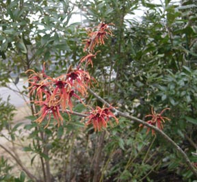 witchhazel1