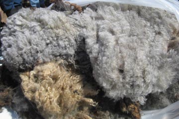 sheared underneath