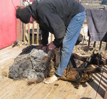 shearing2