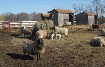 sheep on hay