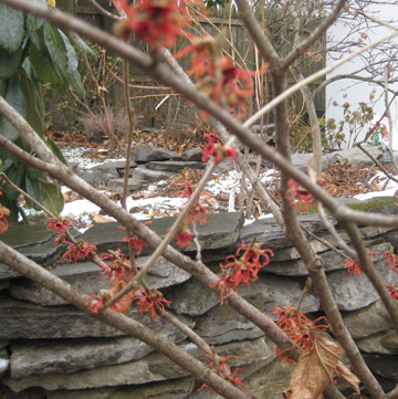 witch hazel 1