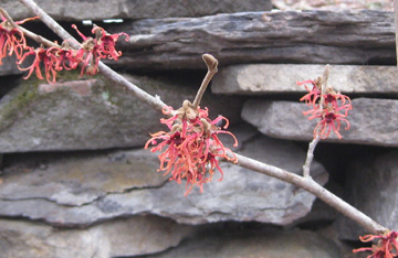 witch hazel 3