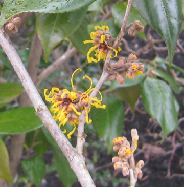 witch hazel 5