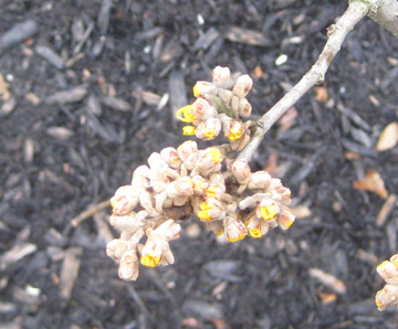 witch hazel 6