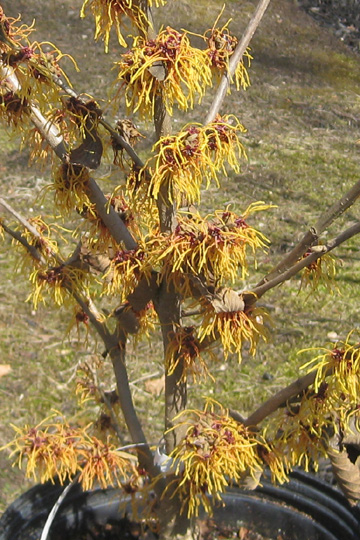 witchhazel 06