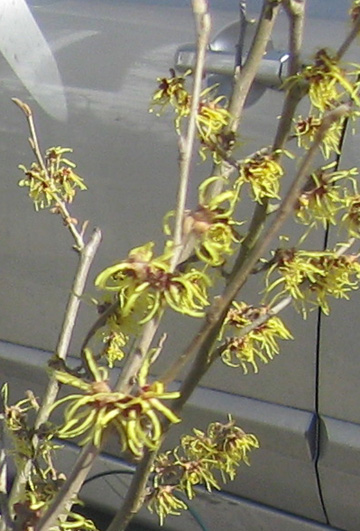 witchhazel 07