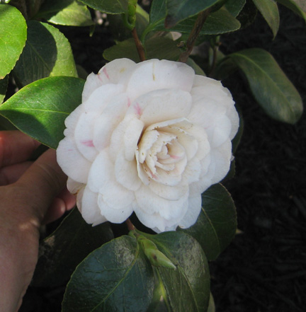 01 camelia