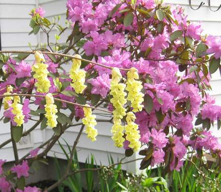 05 pgm and witch hazel