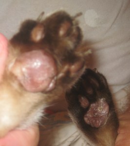both hind feet september 1