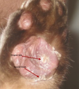 left hind september 1 02