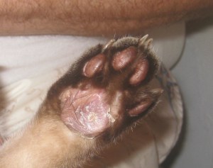 left hind september 1