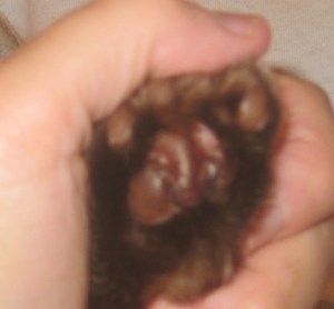 right front september 1