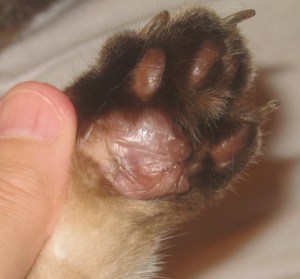 right hind september 1