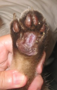 tiki 010 left rear august 11